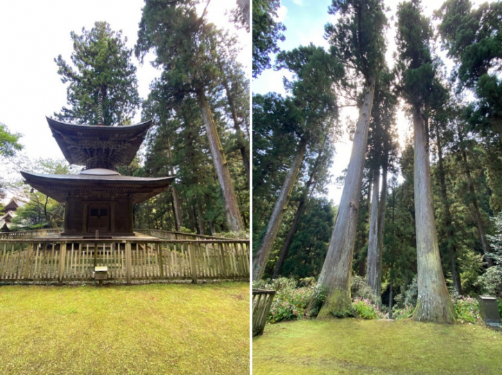 <font color='blue' size='2'>重要文化財にも指定されている岩湧寺と歴史を感じる大きな杉の木</font>
